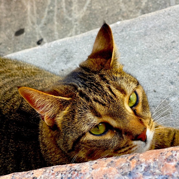 Meet your Posher, Max - Picture 1 of 1